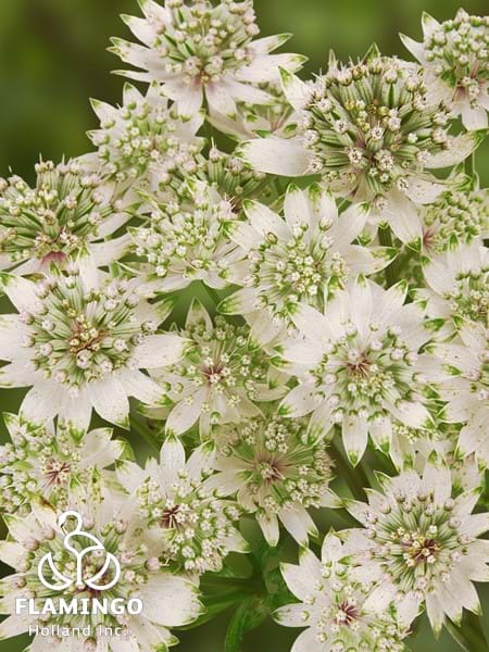 Astrantia Star of Billion