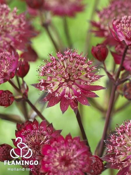 Astrantia Star of Love