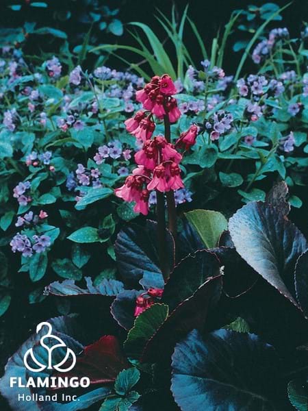 Bergenia Bressingham Ruby Blooms