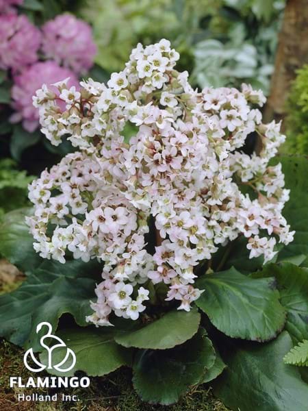 Bergenia Bressingham White