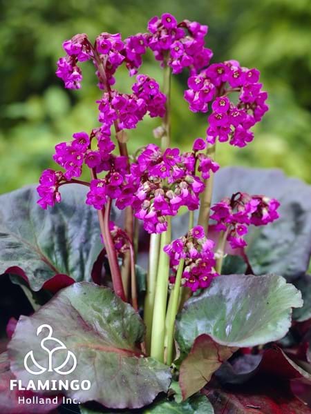 Bergenia Eroica