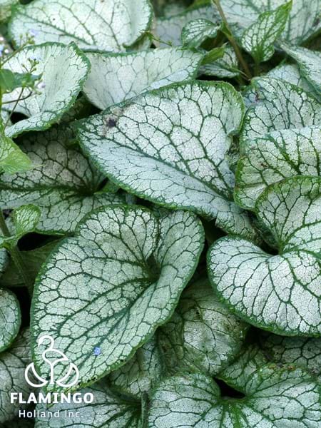 Brunnera Jack Frost