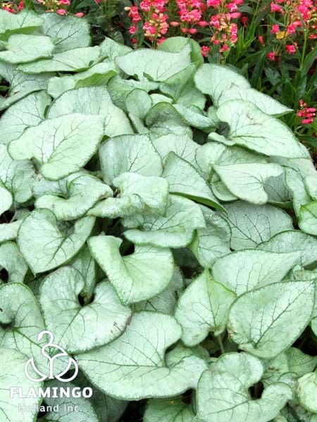 Brunnera Looking Glass