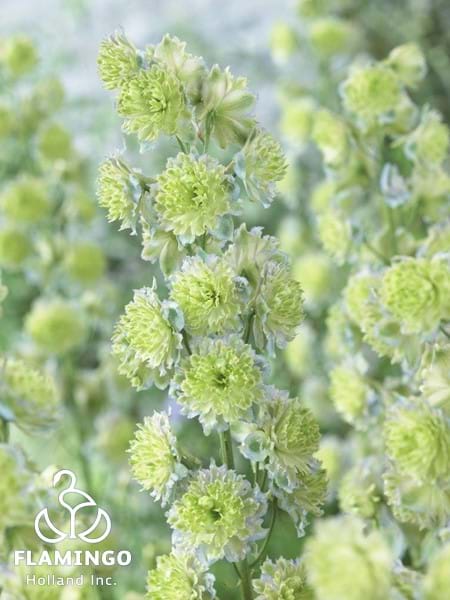 Delphinium Highlander Crystal Delight