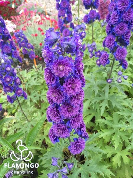 Delphinium Highlander Sweet Sensation