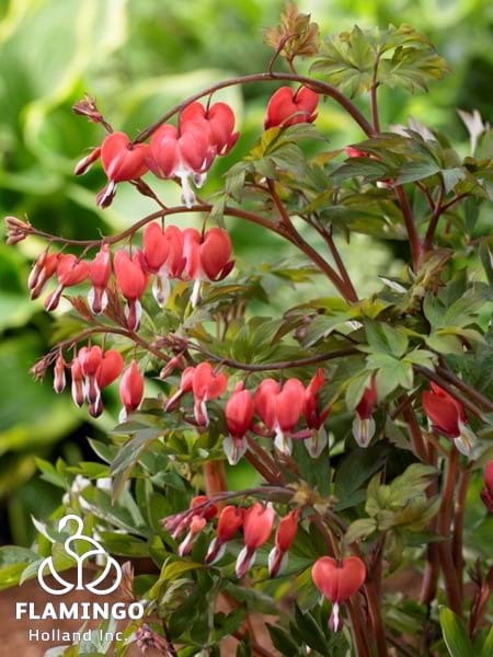 Dicentra Valentine