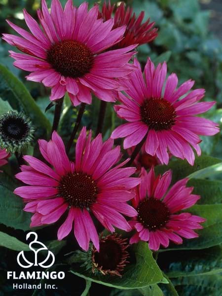 Echinacea Fatal Attraction