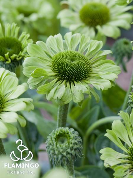 Echinacea Green Jewel