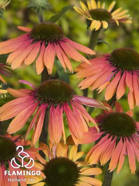 Echinacea Summer Cocktail
