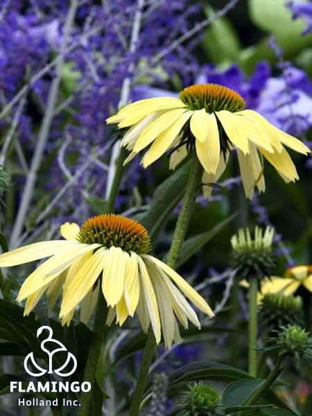 Echinacea Sunrise