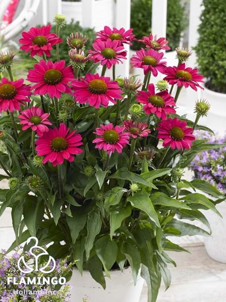 Echinacea SunSeekers Magenta