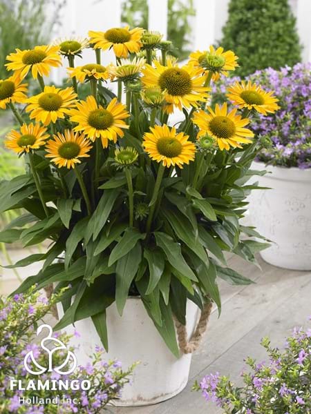 Echinacea SunSeekers Mellow