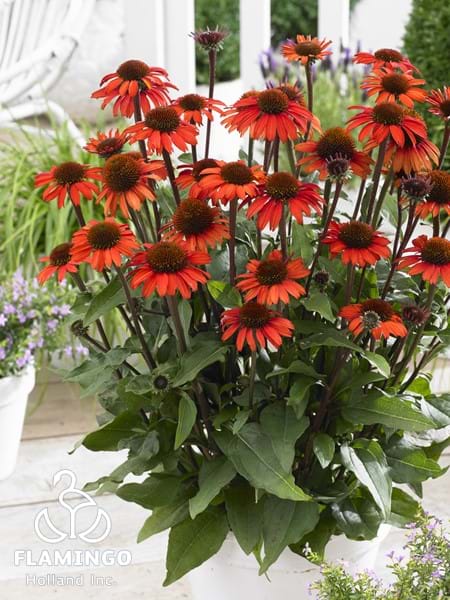 Echinacea SunSeekers Orange
