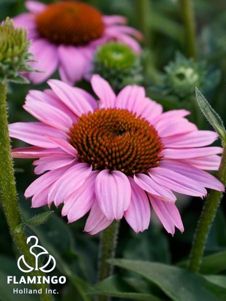 Echinacea SunSeekers Pink