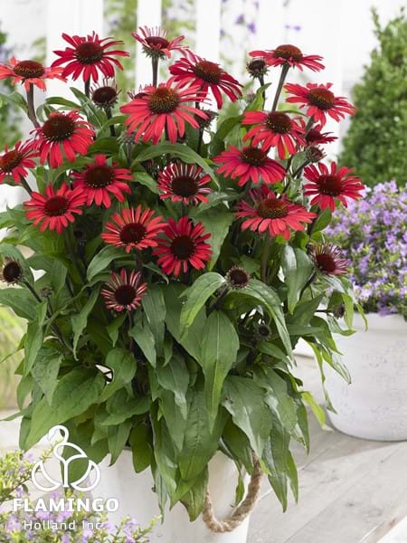 Echinacea SunSeekers Red