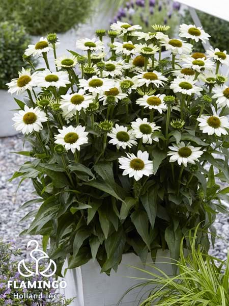 Echinacea SunSeekers White