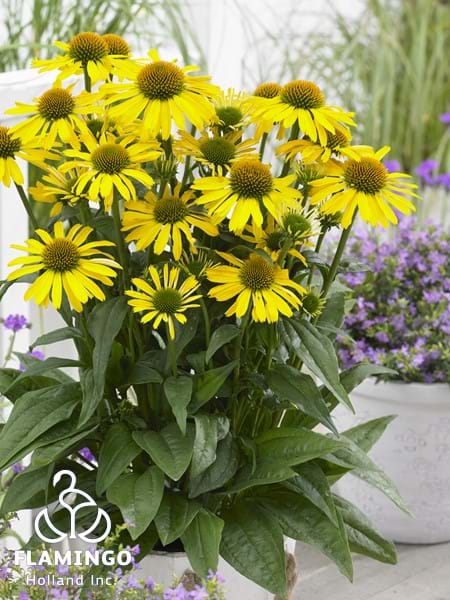 Echinacea SunSeekers Yellow