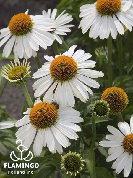 Echinacea White Meditation