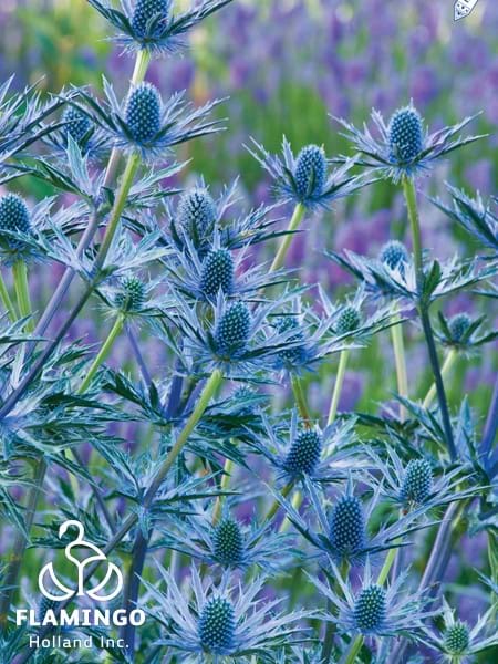 Eryngium Big Blue Blooms