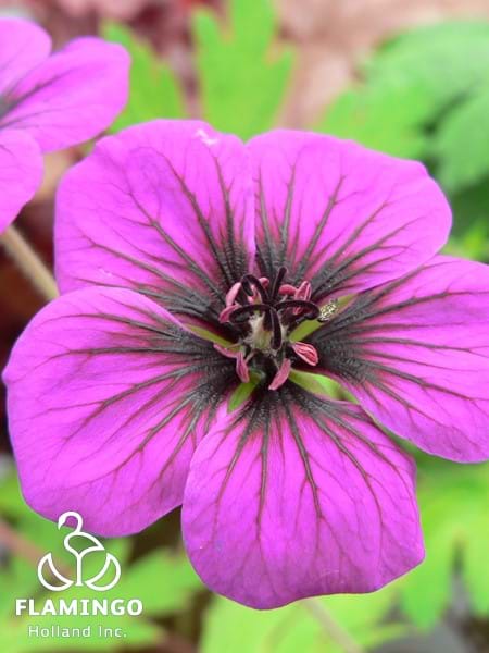 Geranium Ann Folkard