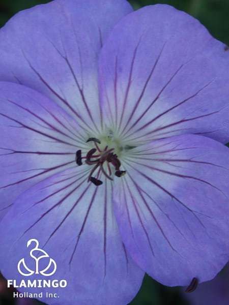 Geranium Azure Rush