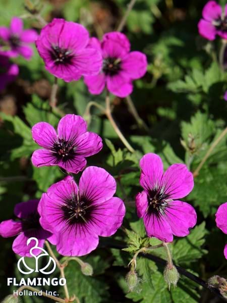 Geranium Dragon Heart