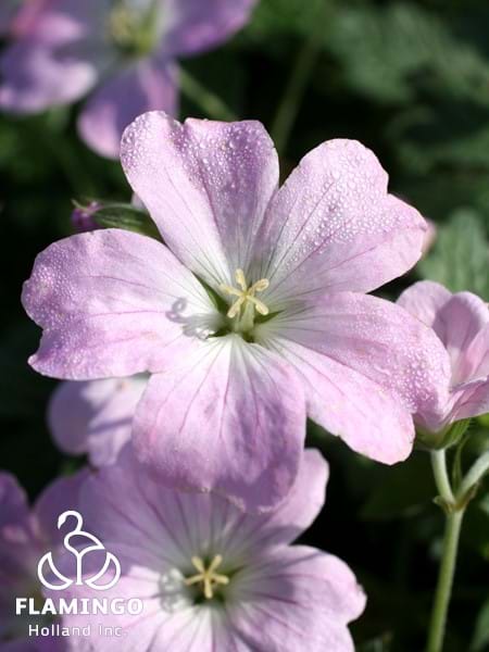 Geranium Dreamland