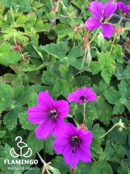 Geranium Hexham Velvet Blooms