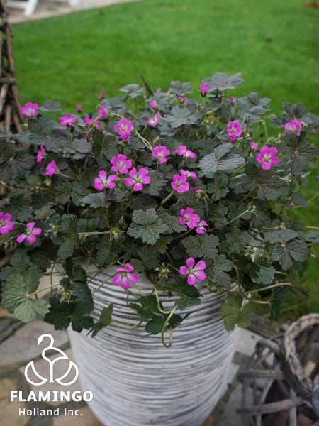 Geranium Orkney Cherry