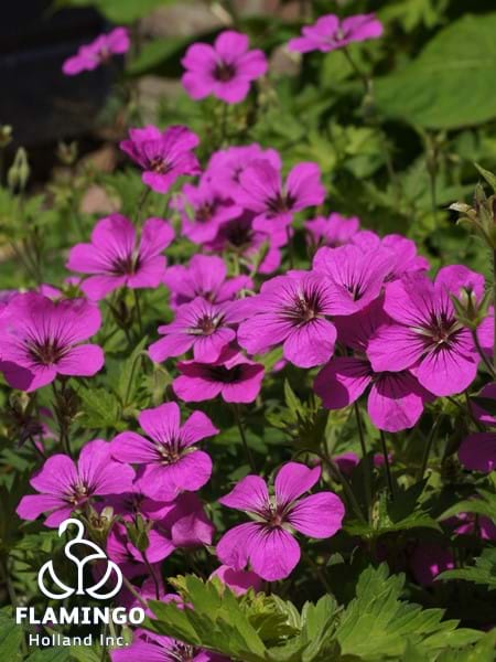 Geranium Patricia