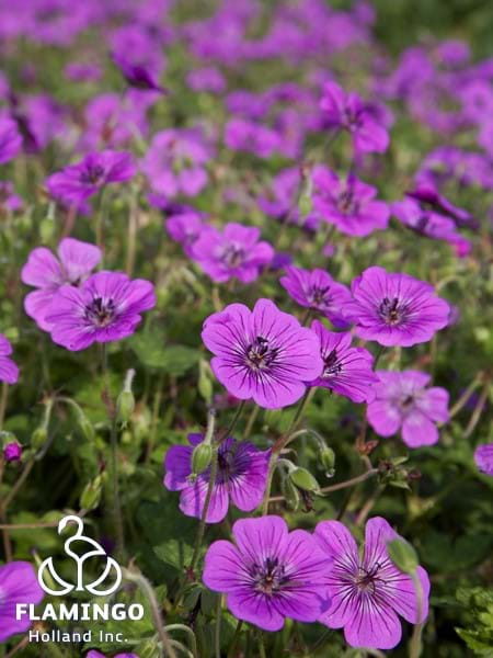 Geranium Pink Penny PAF