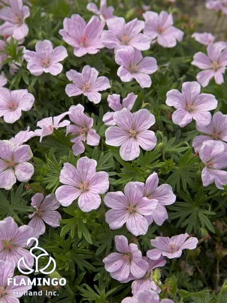 Geranium Pink Pouffe