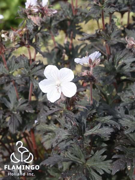 Geranium prat. Black 'n White Army Blooms