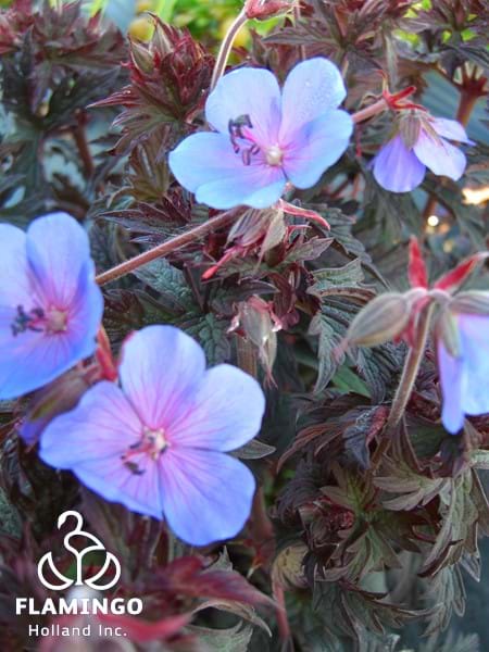 Geranium prat. Midnight Reiter