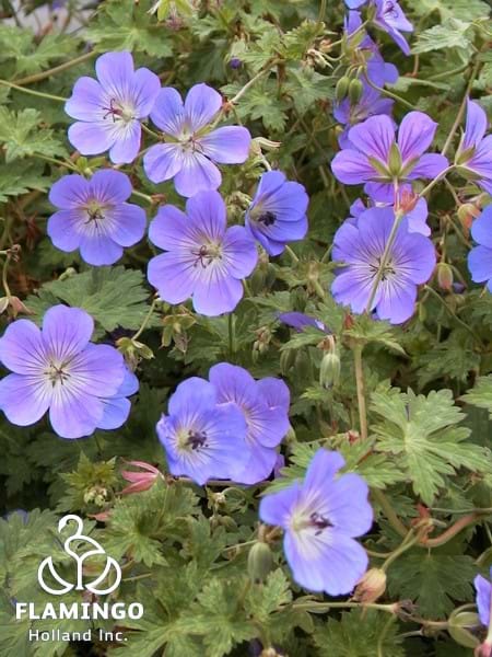 Geranium Rosanne Blooms
