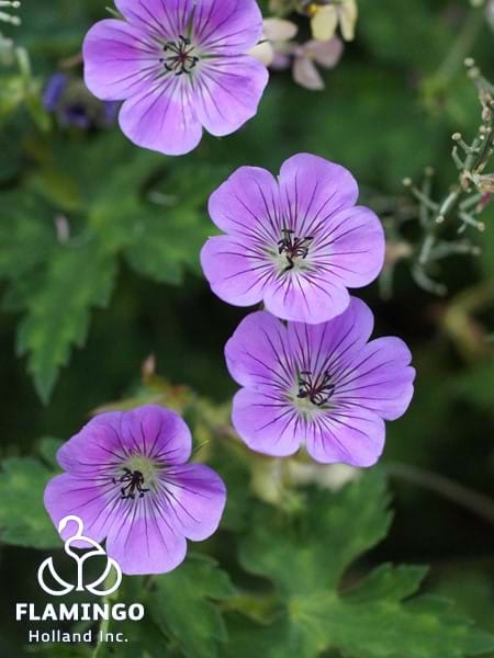 Geranium Silvia's Surprise Blooms
