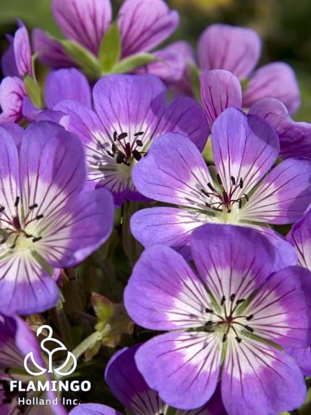 Geranium Sweet Heidy