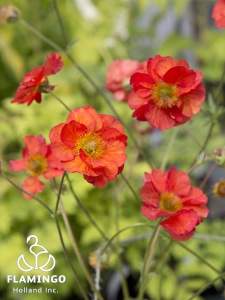 Geum Scarlet Tempest
