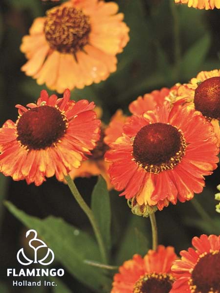 Helenium Mardi Gras
