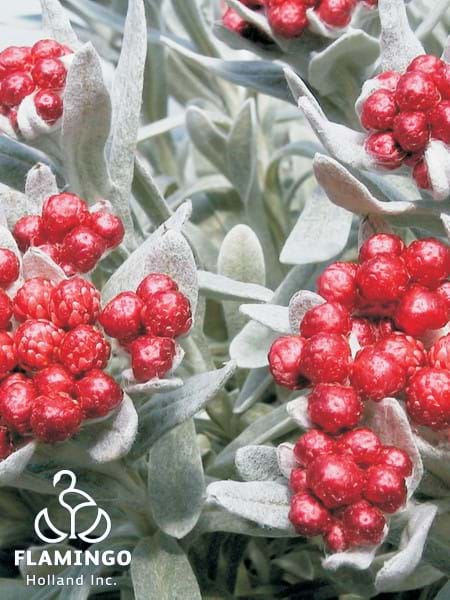 Helichrysum Ruby Cluster Blooms
