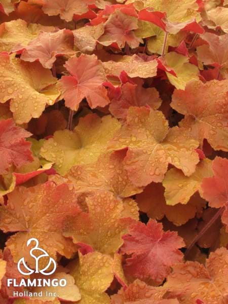 Heuchera Caramel