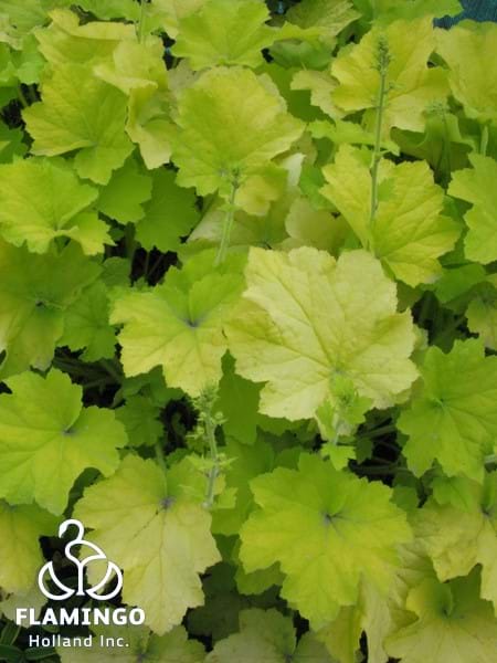 Heuchera Citronelle