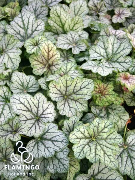 Heuchera Green Spice
