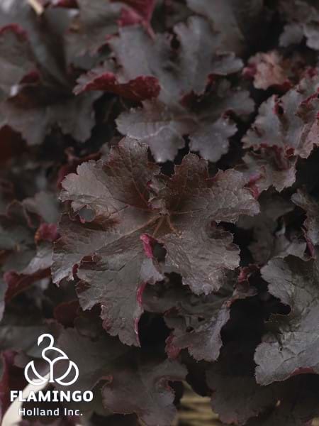 Heuchera Indian Summer Bilberry