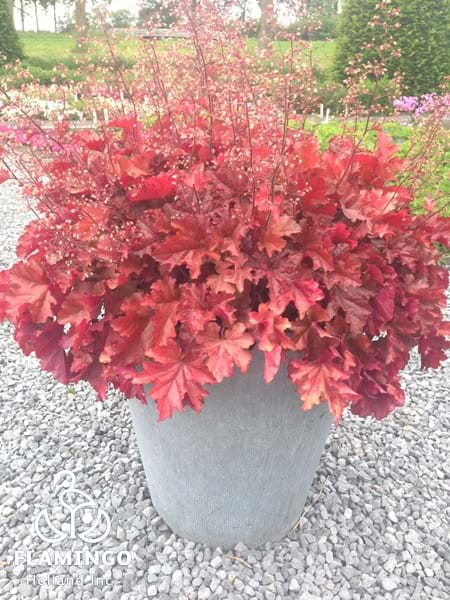 Heuchera Indian Summer Boysenberry
