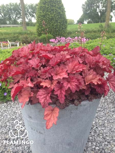 Heuchera Indian Summer Coralberry