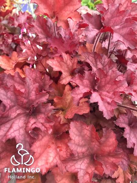 Heuchera Indian Summer Cranberry