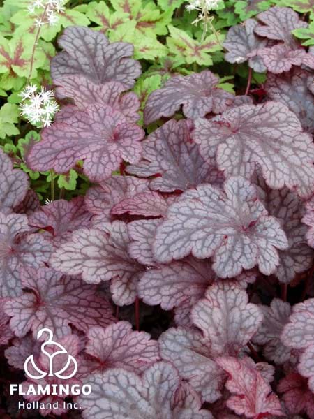 Heuchera Plum Pudding