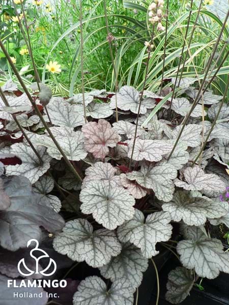 Heuchera Silver Scrolls