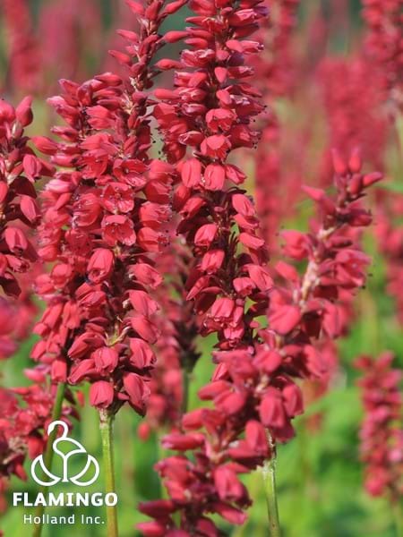 Persicaria J.S. Caliente